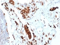 Napsin A Antibody (NAPSA/1865R) - Azide and BSA Free, Novus Biologicals
